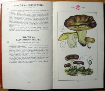 Гриби (Їстівні, умовно їстівні, неїстівні, отруйні) 