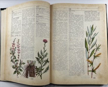 Лікарські рослини 