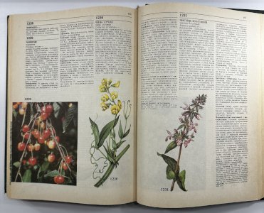 Лікарські рослини 