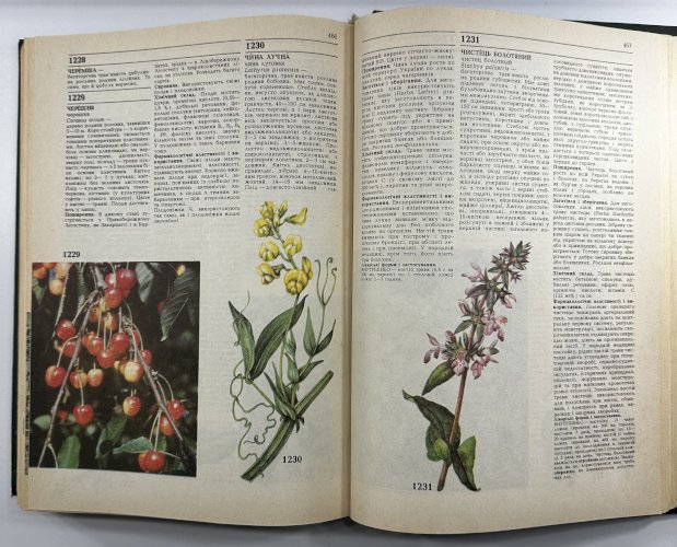 Лікарські рослини 