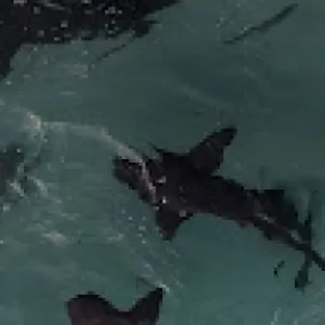 Ольга Власенко